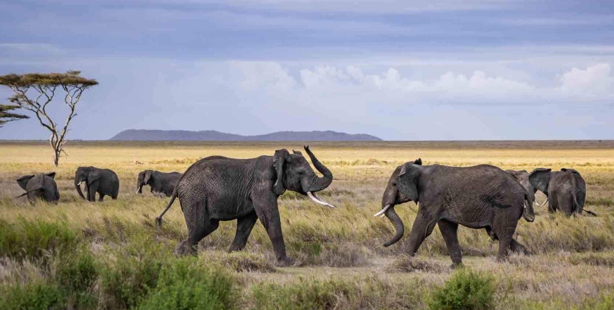 Explore the northern part of Serengeti National Park