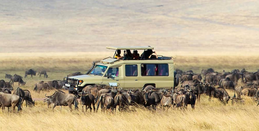 Serengeti National Park safari experience