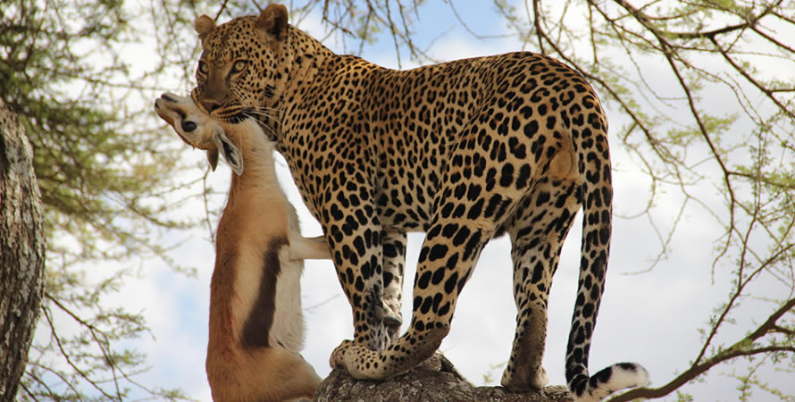 Predator Animals in Serengeti National Park