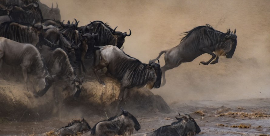 The Great Serengeti Wildebeest Migration in January
