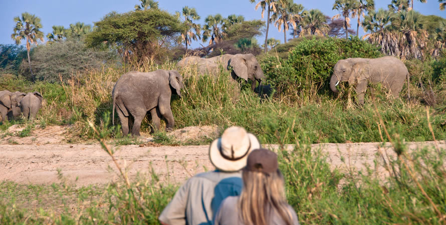 Travel safaris in Tanzania in 2022