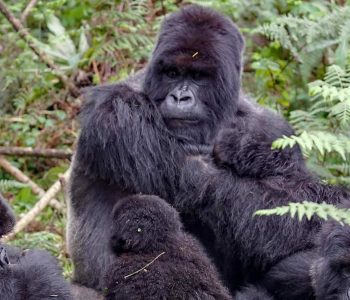 7-Days Uganda Wildlife And Primate Experience Safari is a magical tour that promises you the most adventurous and magical vacation