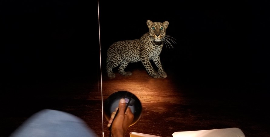 Night wildlife sightings in Lake Manyara National Park