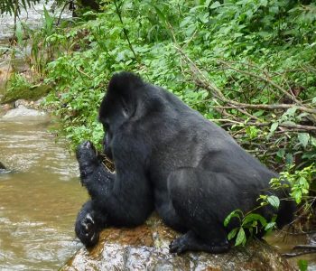 5 Days Uganda Mountain Gorilla Trekking And Wildlife Safari takes you to Bwindi national park for gorilla experience and Queen Elizabeth park
