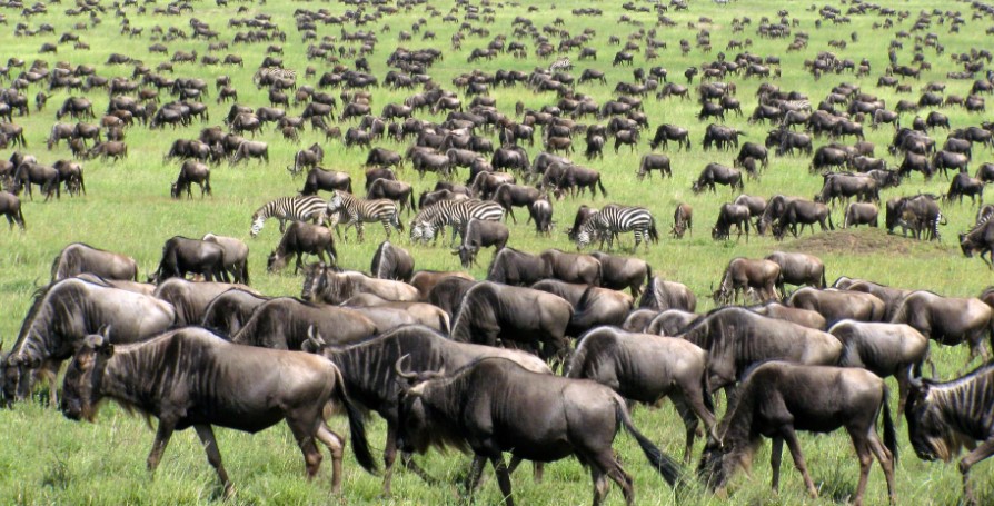 3 Day Serengeti Great Migration Safari