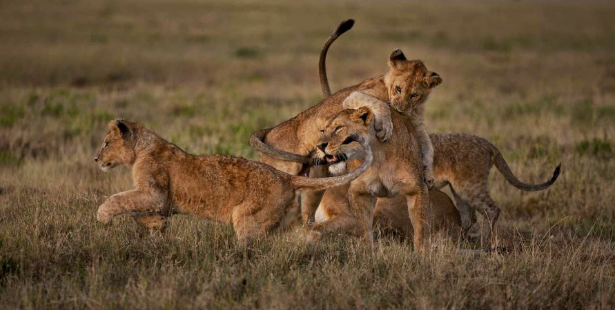 Lions of Serengeti National Park