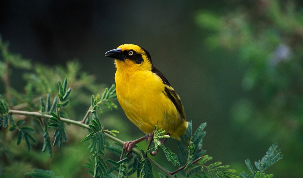 Enjoy the whispers of Baglafecht weaver in lake Manyara national park