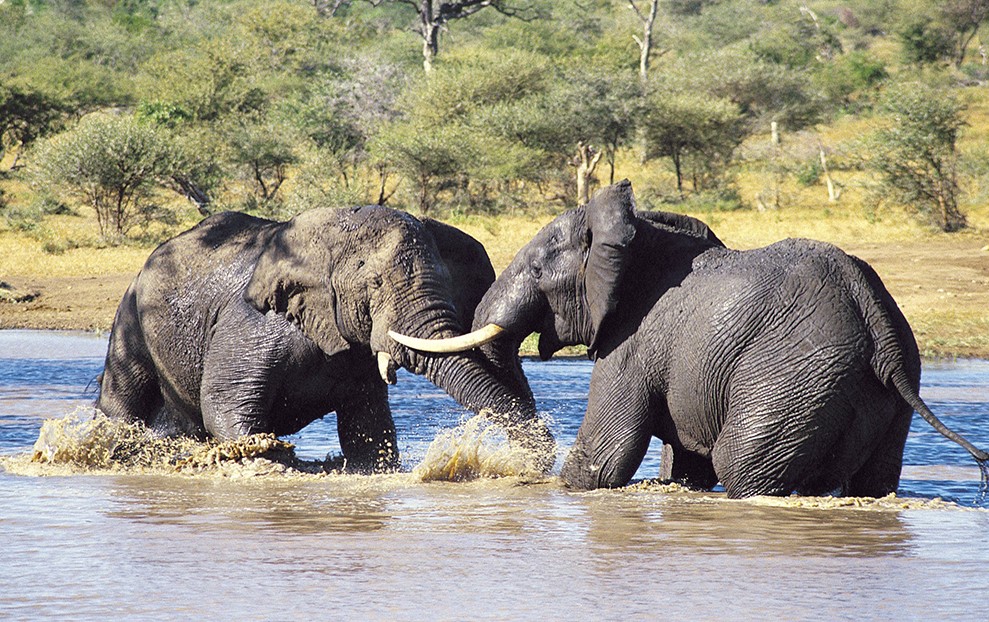 Game drives in lake manyara national park gives you an opportunity to sight African elephants