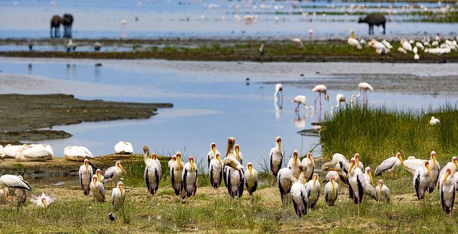 It is an ideal time to visit Lake Manyara National Park.