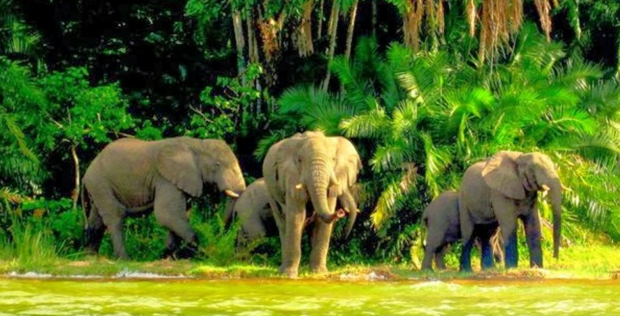 Safaris to Rubondo Island National Park