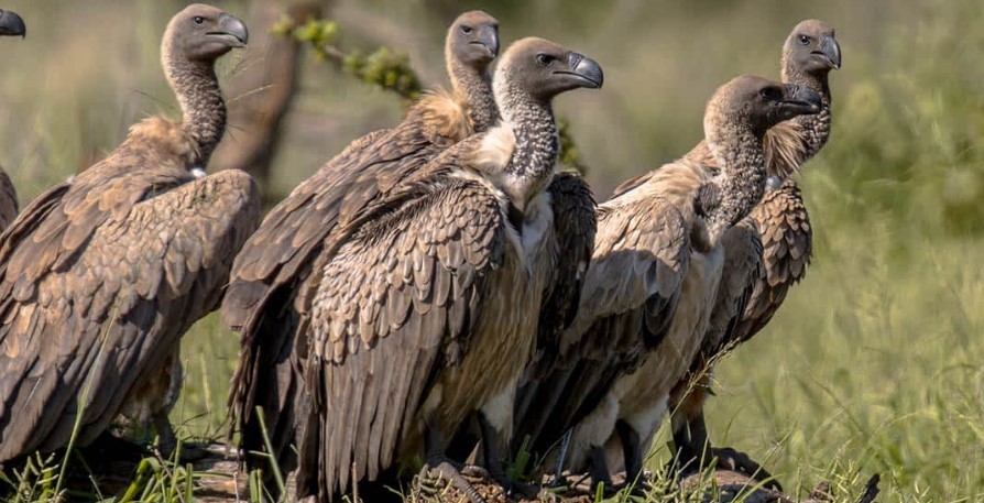 Serengeti National Park birds.
