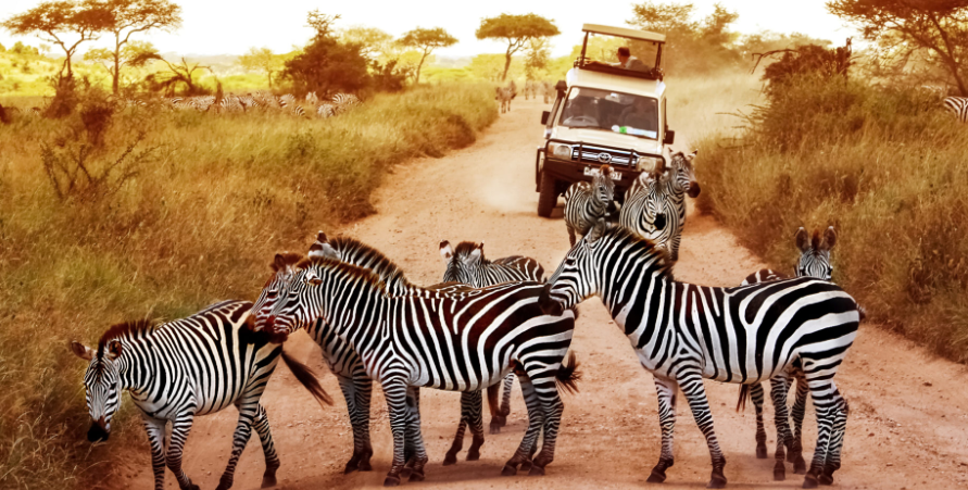 Safari activities in Tanzania