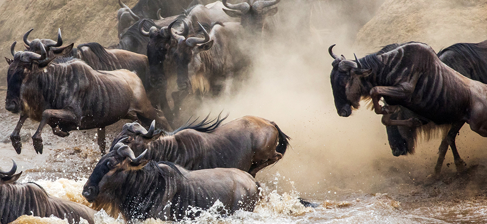 7-Day Serengeti Wildebeest Migration Safari