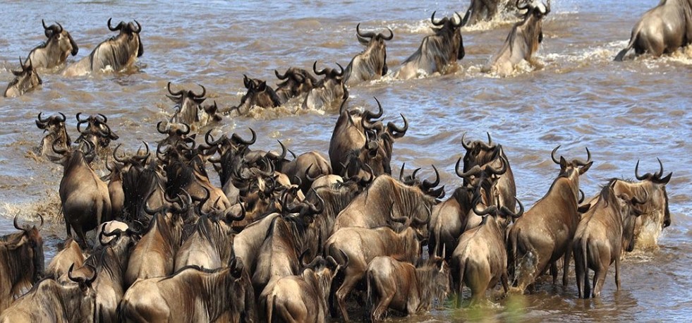 When is the best time to see Tanzania's migration