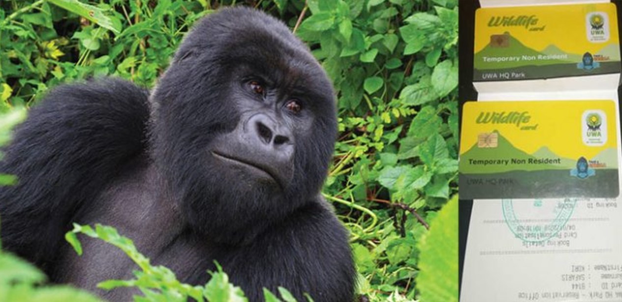booking a Uganda gorilla permit in Uganda