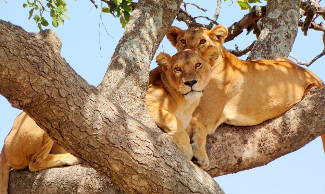 climbing lions in lake Manyara national park