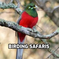 Birding Safari