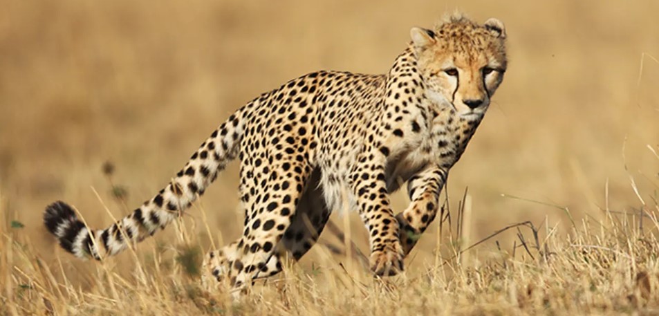 Cheetah filming safaris in Tanzania