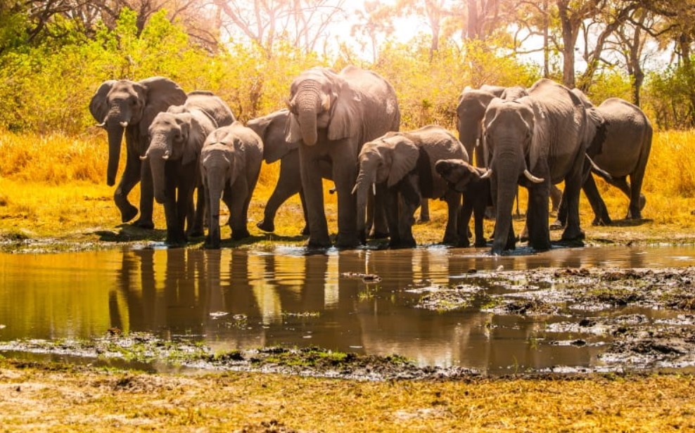 Encounter herds of Elephants in Nyerere national park