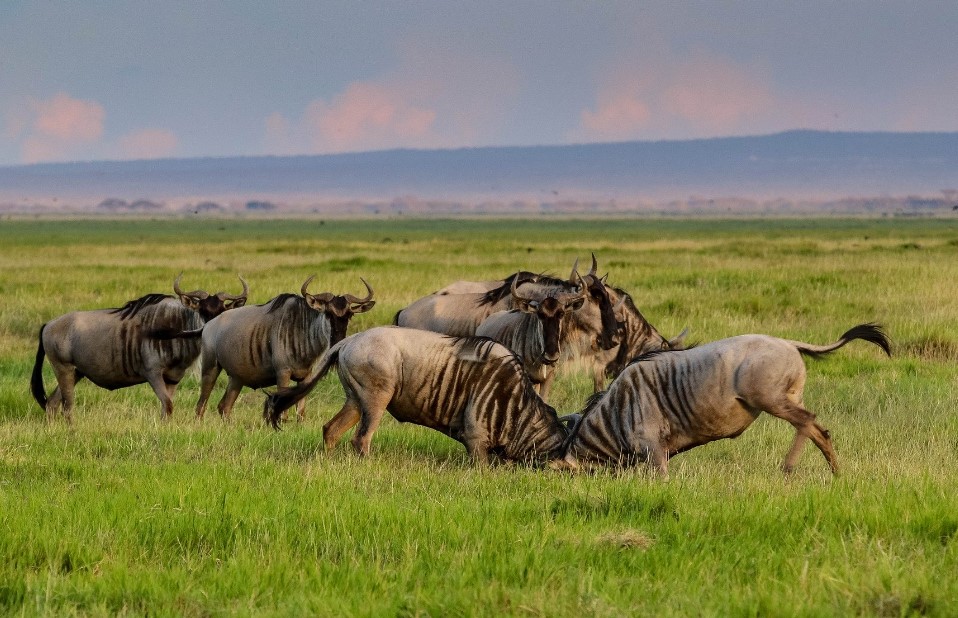 Encounter wildebeests in Mikumu national park