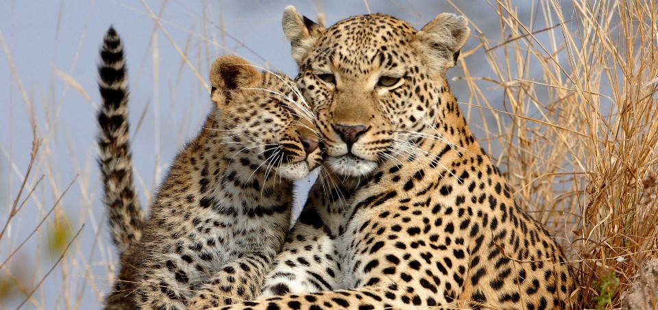 Filming leopards in Tanzania