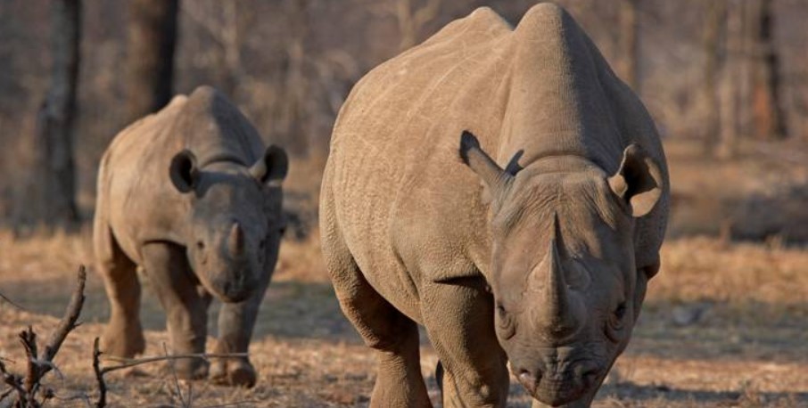 Filming the New Black Rhino in Serengeti National Park