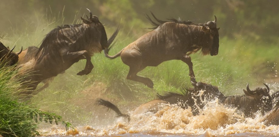 Filming the wildebeest migration in Tanzania