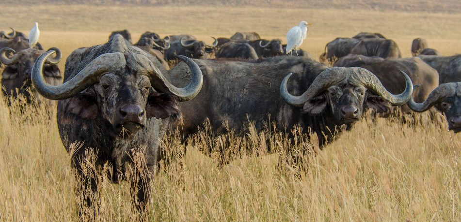 The best places for filming buffaloes in Tanzania
