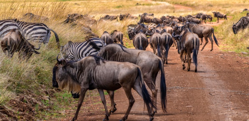 The most outstanding wildlife safaris in Tanzania