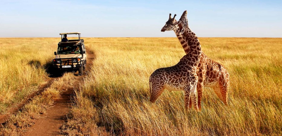 When to travel to Tanzania for a safariWhen to travel to Tanzania for a safari