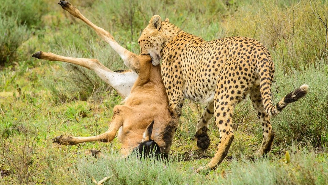 cheetah filming in Lake Manyara National Park