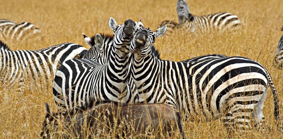4 Days Serengeti National Park safari