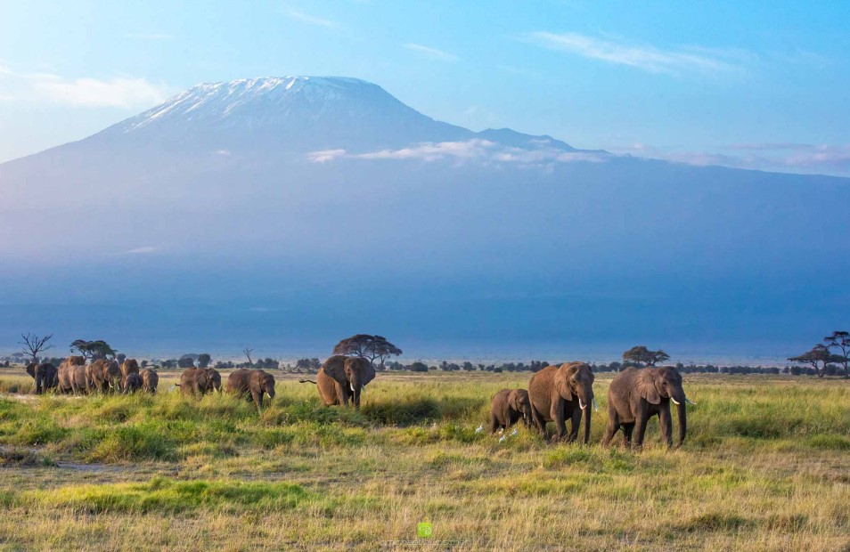 Ecosystem of Kilimanjaro Park Tanzania