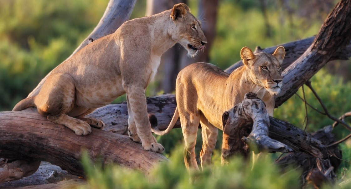 Encounter Lions in Serengeti National Park