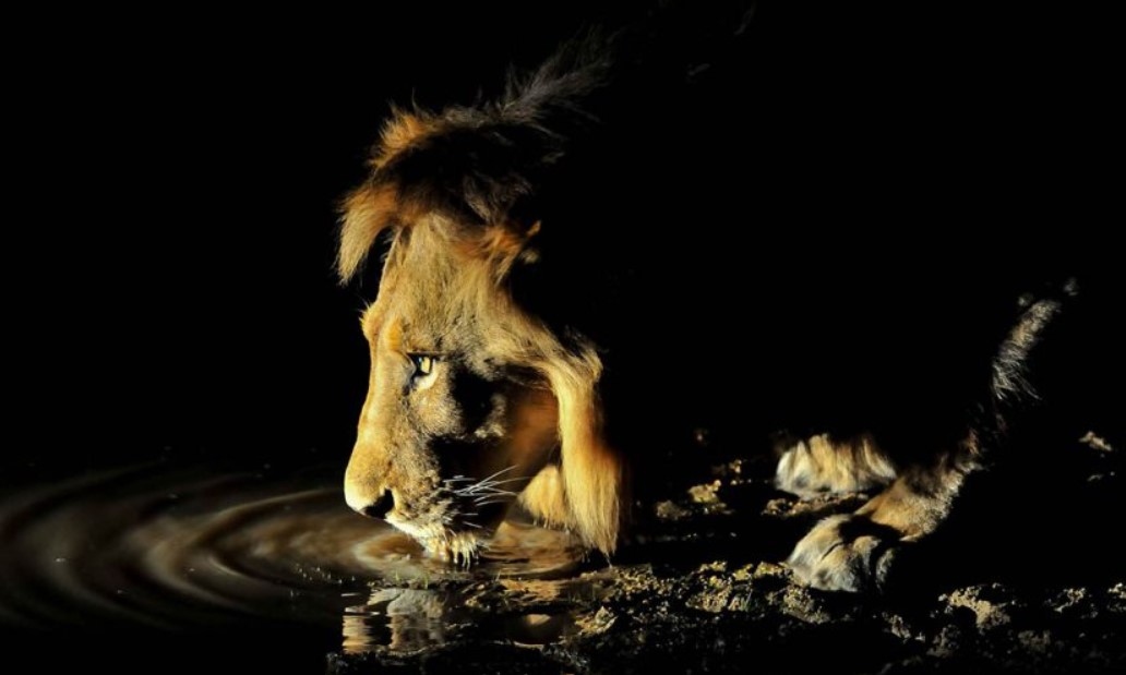 Encounter Lions on a Night game drives in Serengeti National Park