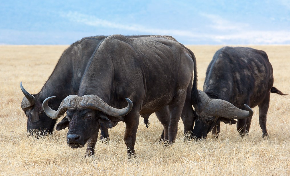 serengeti buffaloes