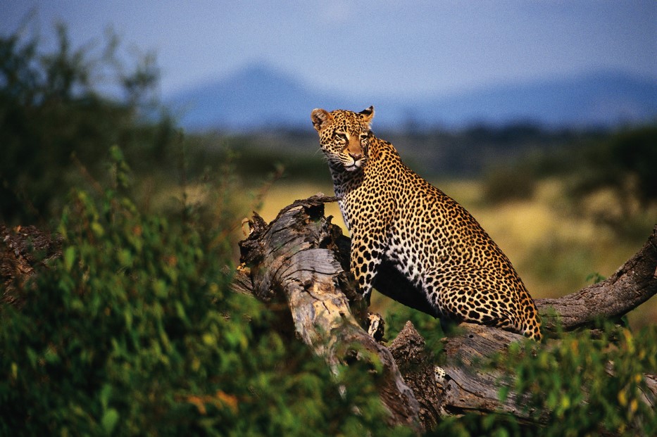 Encounter the Leopard on a Tanzania Safari