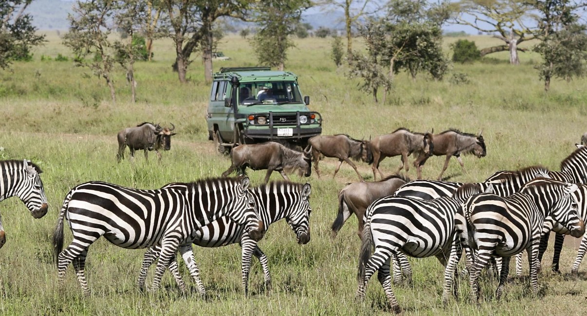 Enjoy an exciting morning game drive in Serengeti National Park