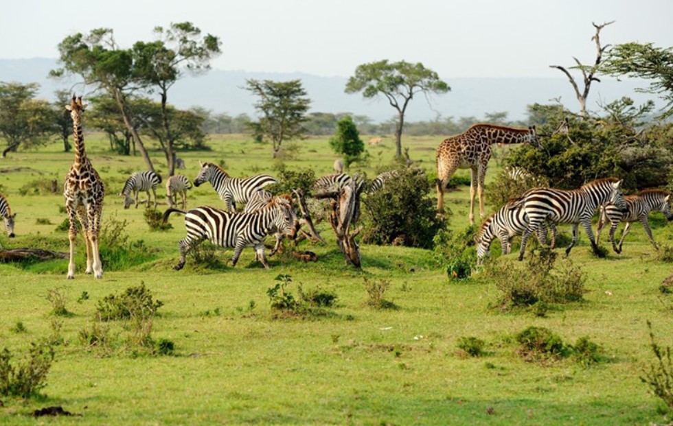 Have great sceneries of wildlife in Tanzania