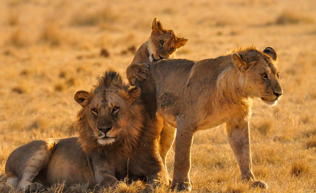 Ten common animals in Tanzania