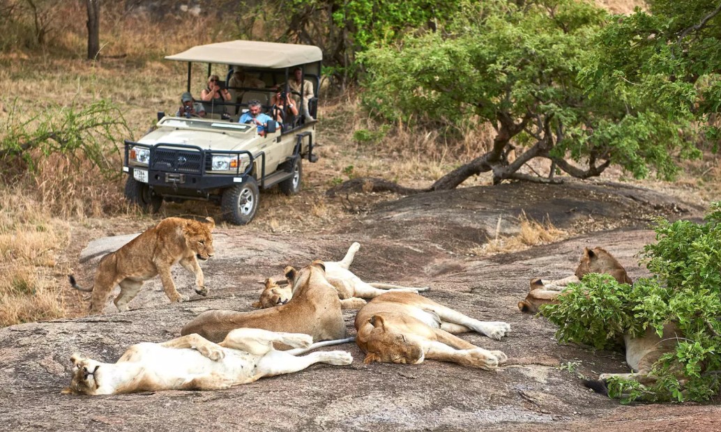 Morning game viewing in Serengeti National Park