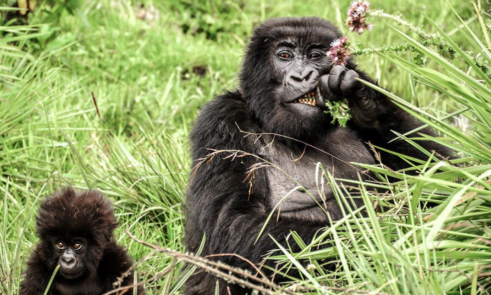 See Gorillas in Volcanoes National Park
