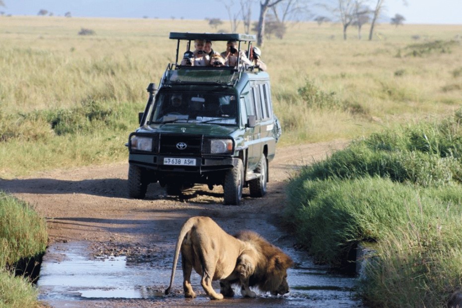 See lions in Akagera National park