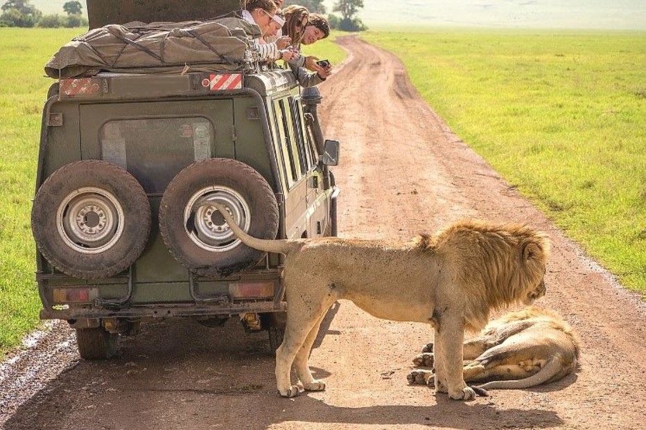 See the jungle kings on a Tanzania Safari