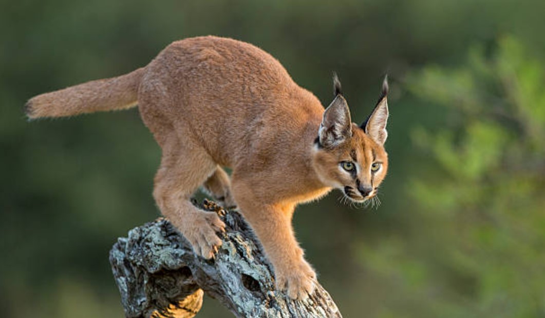 Ten common animals in Tanzania
