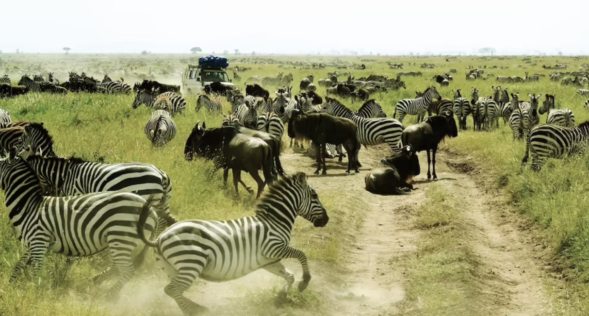 Things to do in Serengeti National Park: Tanzania's most visited national park, Serengeti, is a UNESCO World Heritage Site located in the northern region.