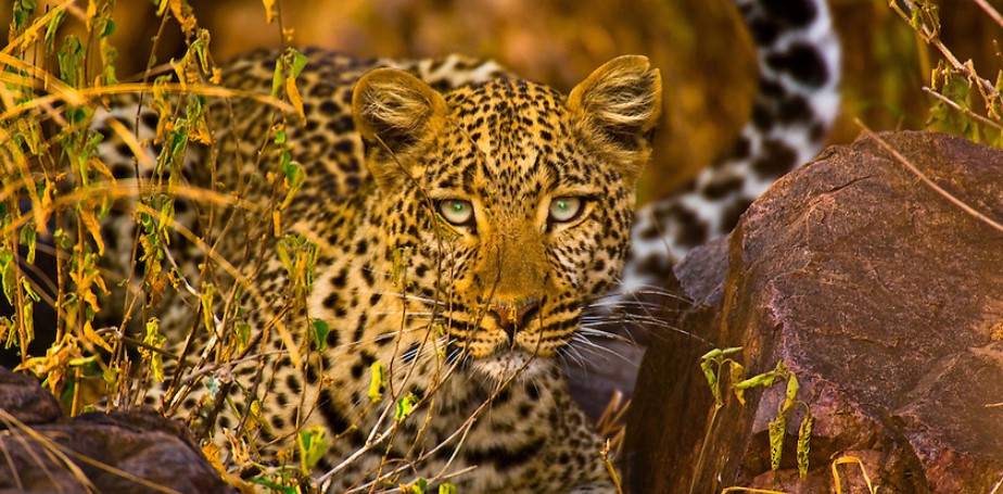 Wildlife in Serengeti National Park