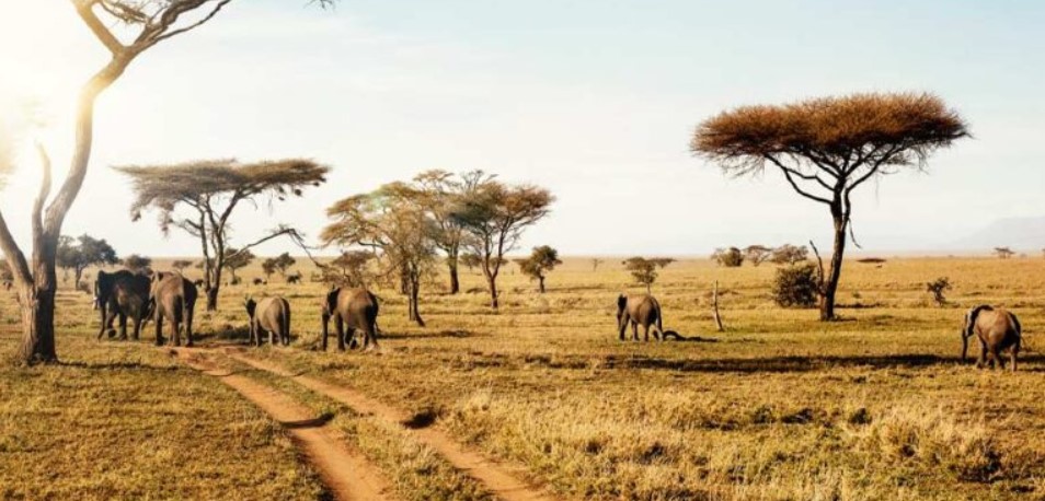 Park entrances Tanzania in 2022