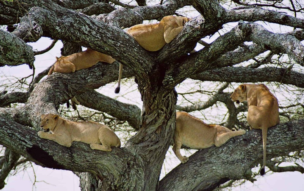Begegnen Sie den seltenen Climbing Lions im Queen Elizabeth National Park „a Mildred of Wonders“, Liste der Nationalparks in Uganda für eine Safari