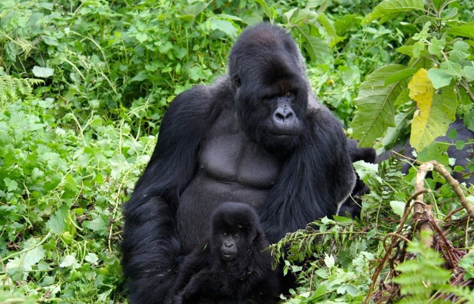 Begegnen Sie der Gorillafamilie Susa (A) im Volocanoes-Nationalpark